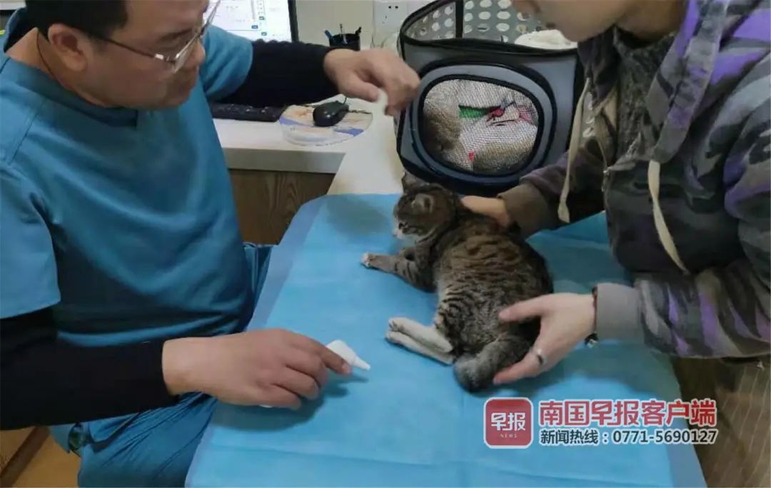 4天7只流浪猫离奇死亡！南宁一小区业主查看视频发现有人……