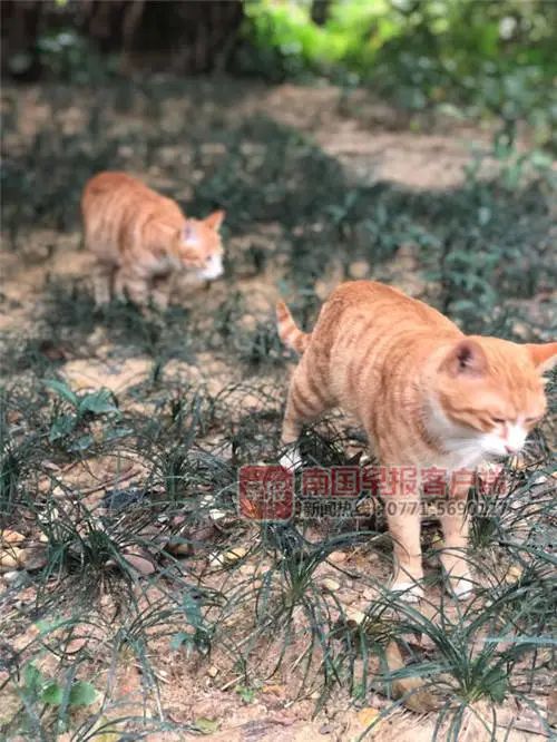 4天7只流浪猫离奇死亡！南宁一小区业主查看视频发现有人……
