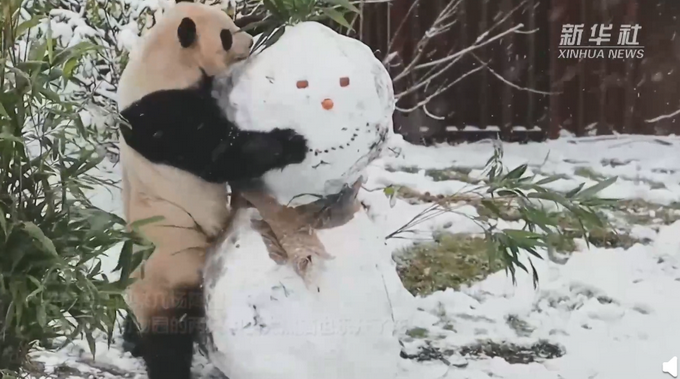 中国大熊猫在北欧玩雪,中国大熊猫在北欧玩雪视频