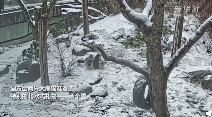 中国大熊猫在北欧玩雪,中国大熊猫在北欧玩雪视频