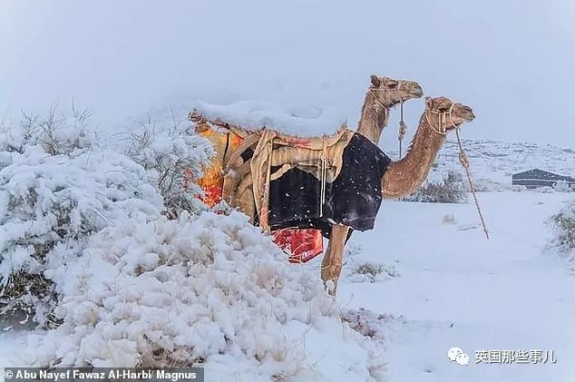 撒哈拉沙漠又下雪了！一缕白雪一缕黄沙，看着有点像童年的奶糖…？