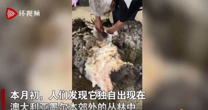 澳大利亚一只野外生活的绵羊被剪下70斤羊毛，“脱外套”见超帅模样