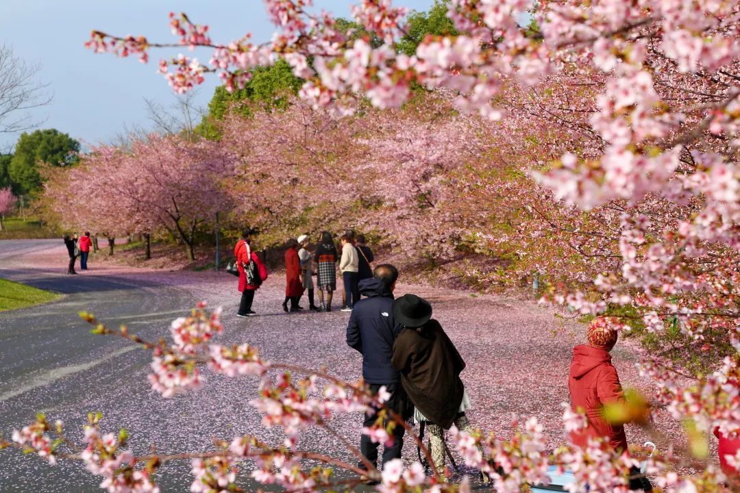 顾村公园樱花节门票顾村公园门票多少钱