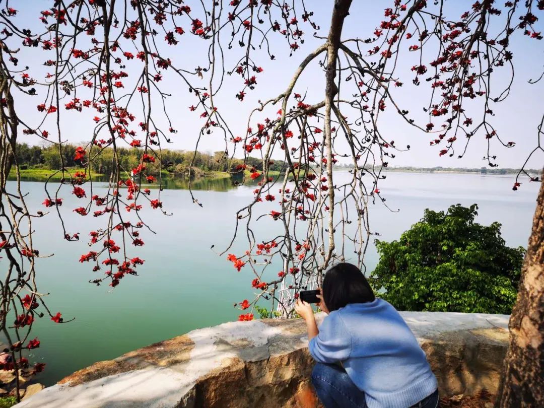 澄海 | 韩江畔木棉树花开红艳艳 太美了……约吗？
