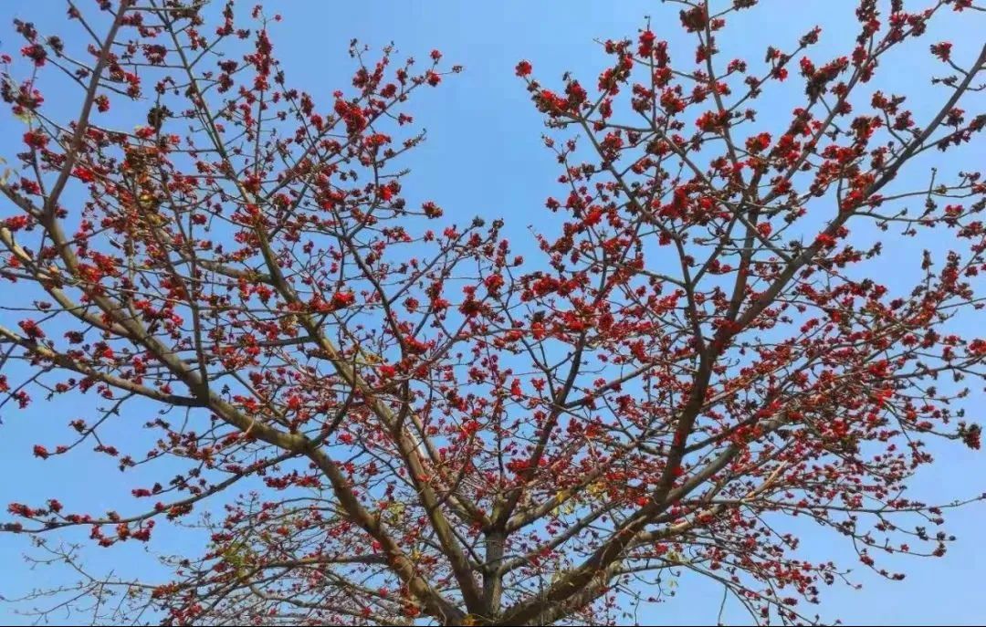 澄海 | 韩江畔木棉树花开红艳艳 太美了……约吗？