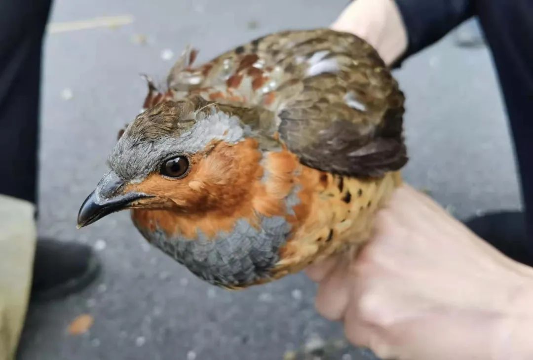 竹鸡怎么下套诱捕(捕猎竹鸡是属于违法行为)