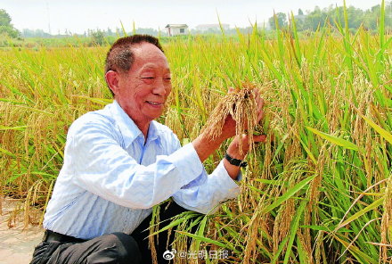 籼型杂交水稻,籼型杂交水稻培育成功是哪一年