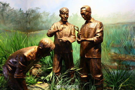 秈型雜交水稻,秈型雜交水稻培育成功是哪一年