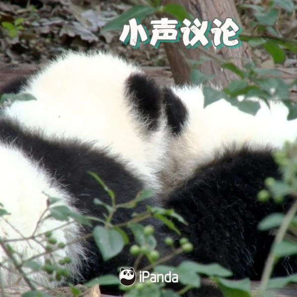 这些四川方言词语，你能准确读出来吗？