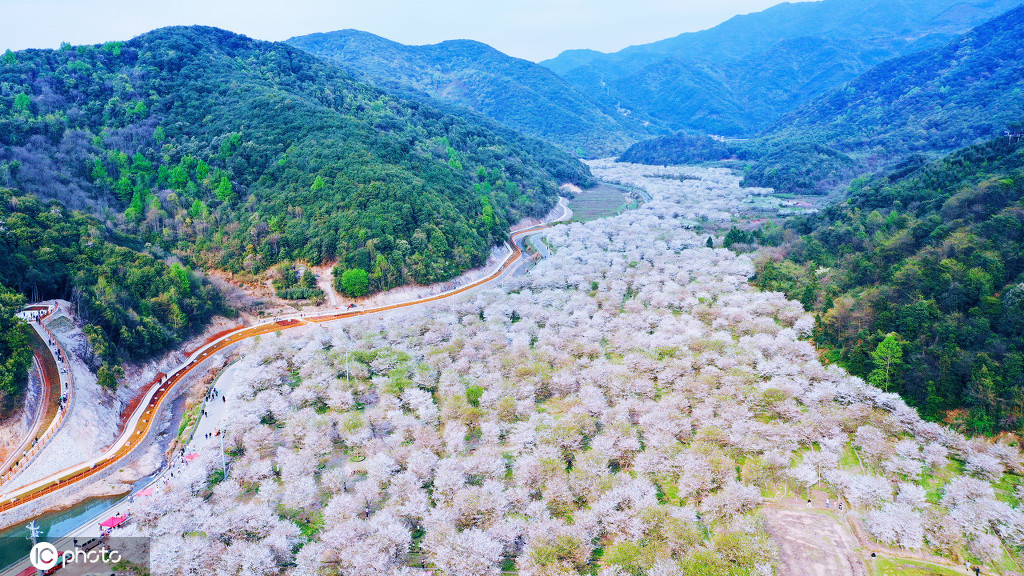 丁香花幾月開,丁香花幾月開放