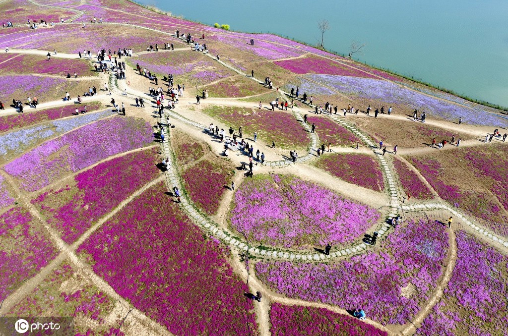 丁香花几月开,丁香花几月开放