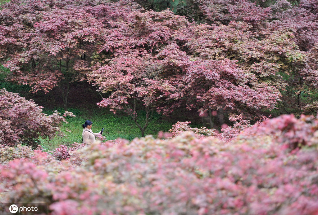 丁香花幾月開,丁香花幾月開放