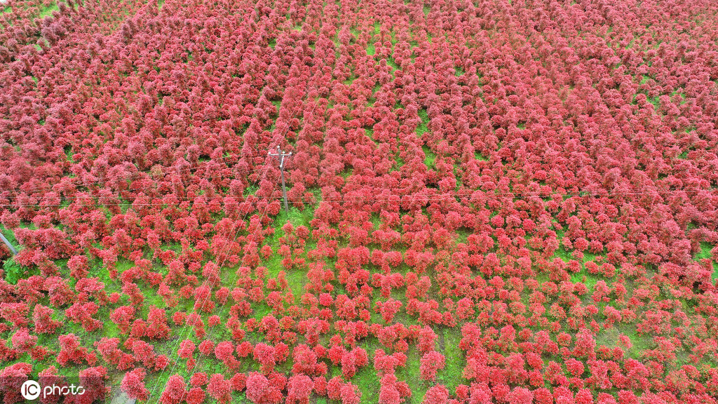丁香花幾月開,丁香花幾月開放