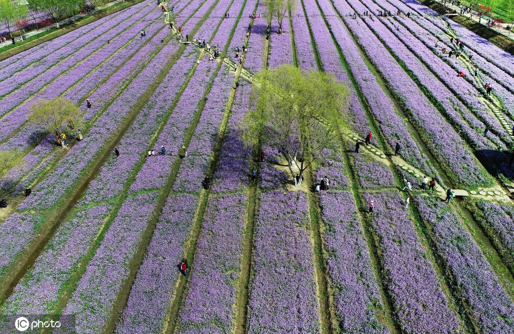 丁香花几月开,丁香花几月开放