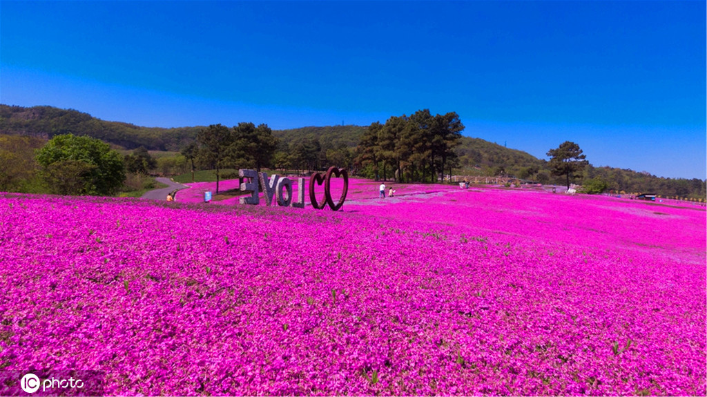 丁香花幾月開,丁香花幾月開放