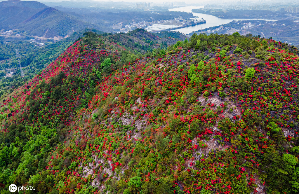 丁香花幾月開,丁香花幾月開放
