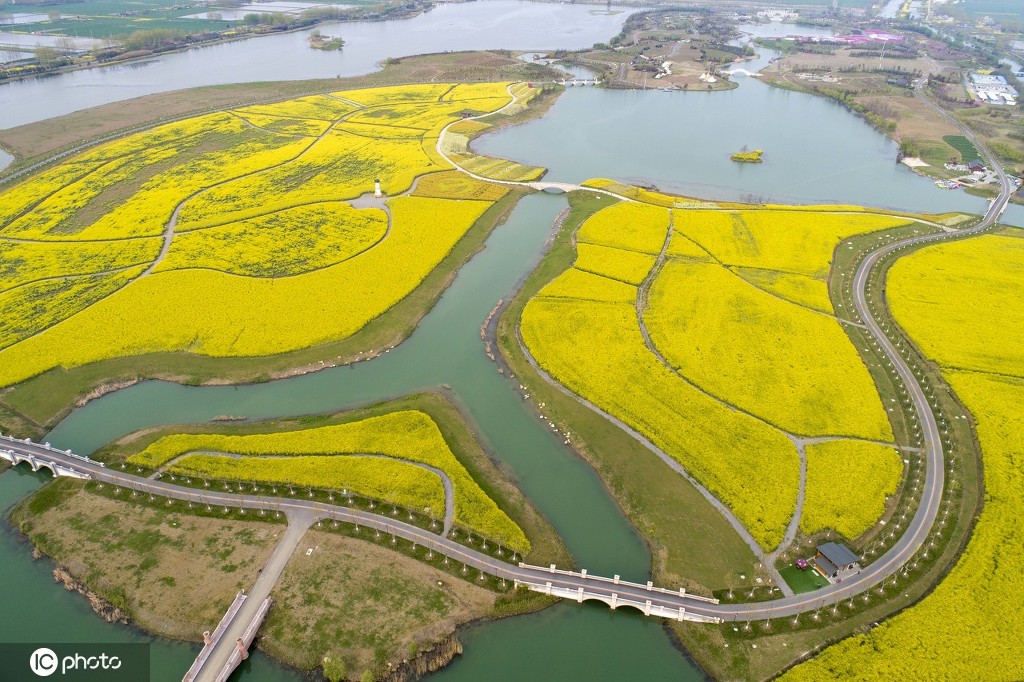 丁香花幾月開,丁香花幾月開放