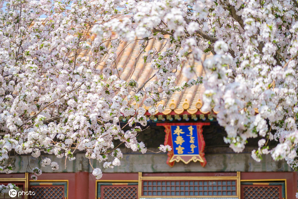 丁香花幾月開,丁香花幾月開放