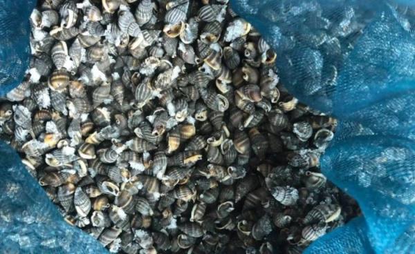 "经营餐饮生意多年,经常有顾客向郑某打听,有没有销售织纹螺,河豚鱼