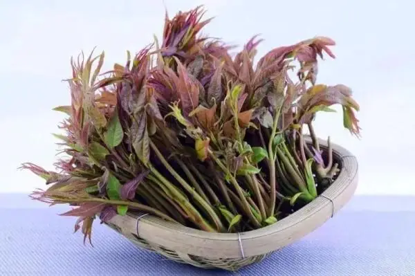 香椿中毒事件是真的吗（一盘香椿炒蛋下肚险丧命）