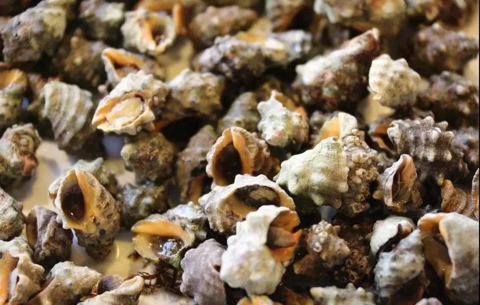 朋友,三月三来撩螺吗?一口尝尽"鲜辣苦甜"!