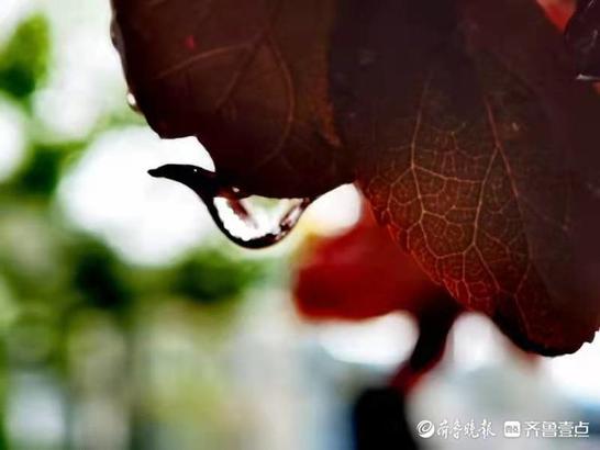 雨后树叶上的另类风景