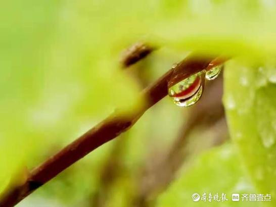 雨后树叶上的另类风景