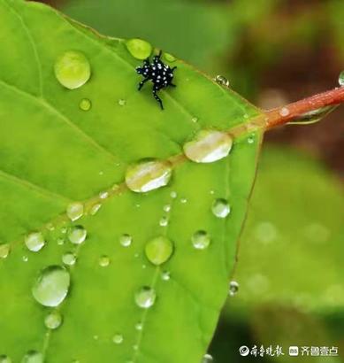 雨后树叶上的另类风景