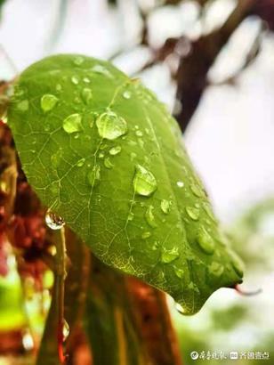 雨后树叶上的另类风景