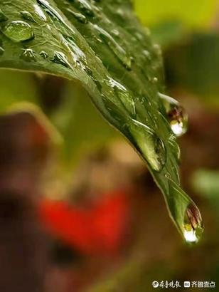 雨后树叶上的另类风景