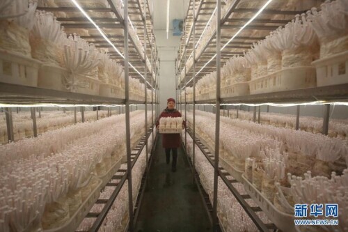 协调发展之引“峰”填“谷”