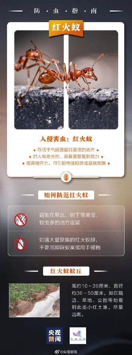 紅火蟻的繁殖季節,紅火蟻的繁殖季節是春季還是秋季