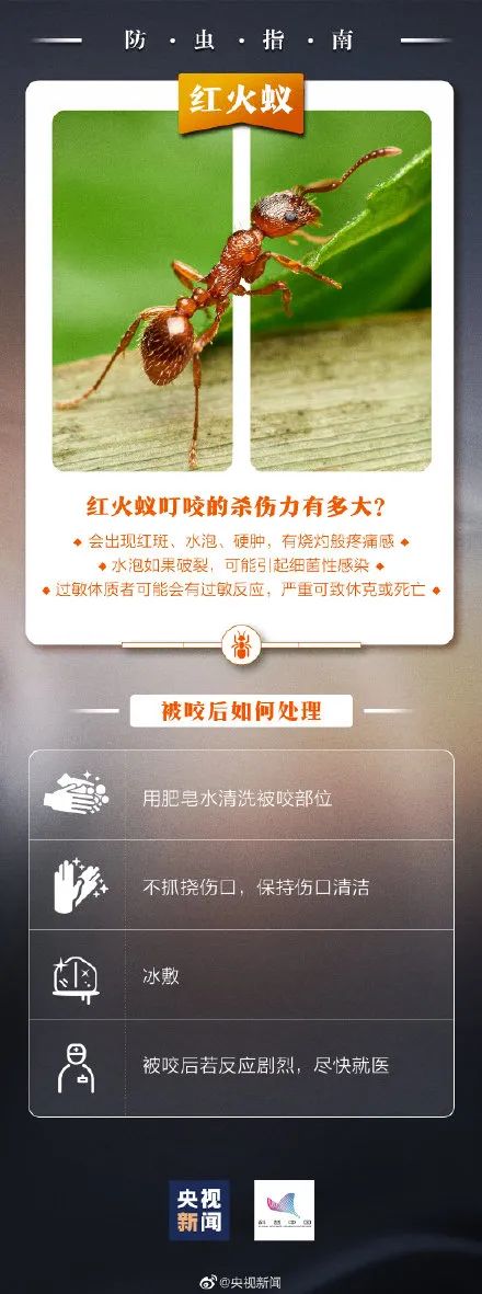 紅火蟻的繁殖季節,紅火蟻的繁殖季節是春季還是秋季