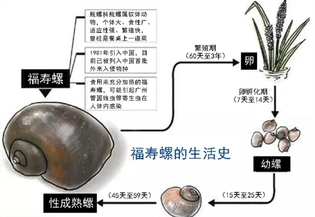 福寿螺可以吃吗(福建疾控：福寿螺“暗藏杀机”，不能食用)