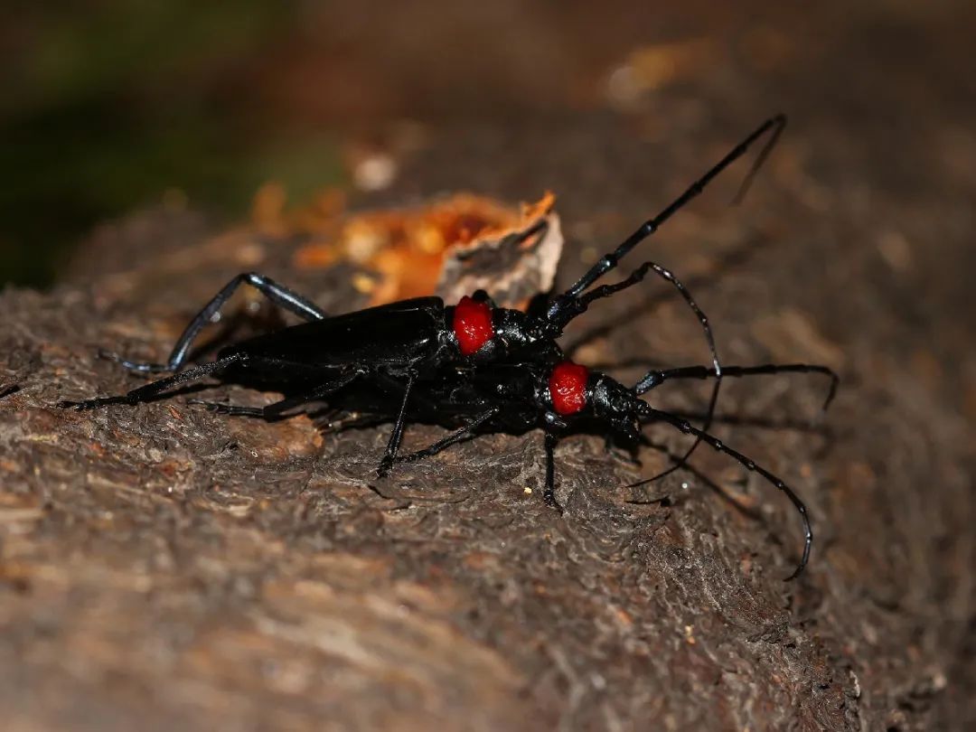 这些天牛里,有没有你的夏日回忆?