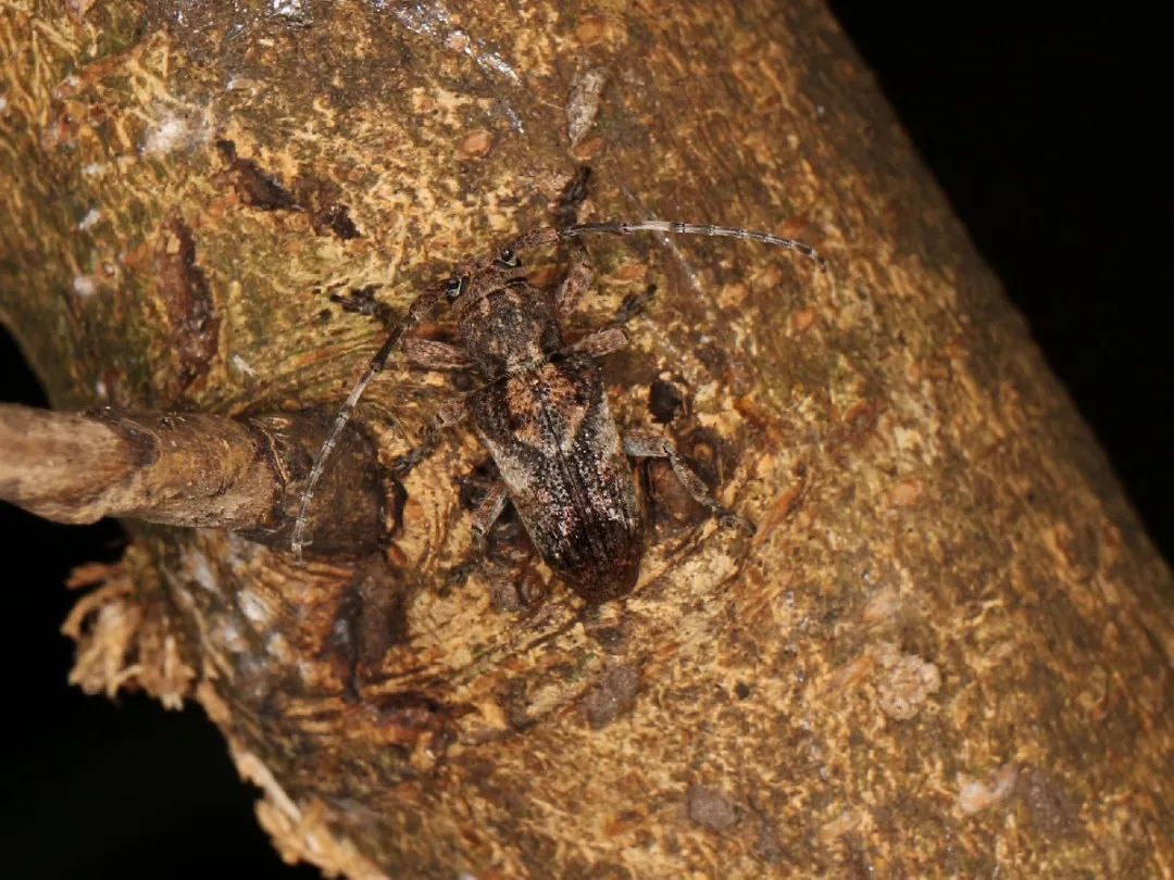 环角坡天牛,小型天牛,体长仅1厘米,体黄褐色,如同树皮状,不容易被发现