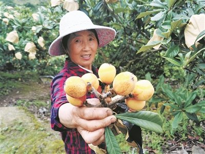 白沙枇杷,白沙枇杷和白玉枇杷的区别