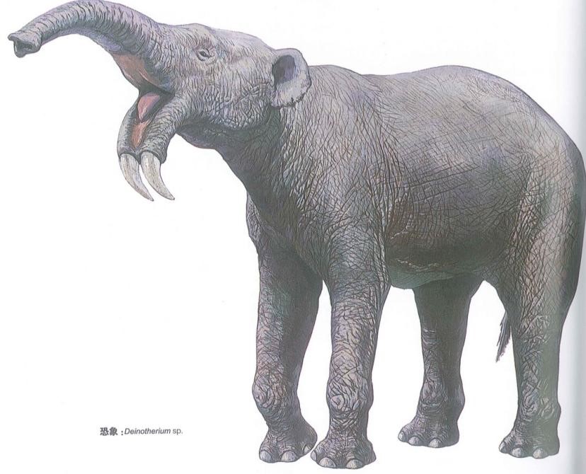 大象进化物语