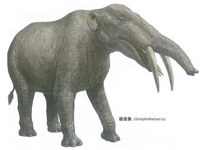 大象进化物语