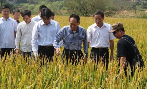 中国“杂交水稻之父”袁隆平逝世！袁隆平生平简历 袁隆平的主要事迹概括