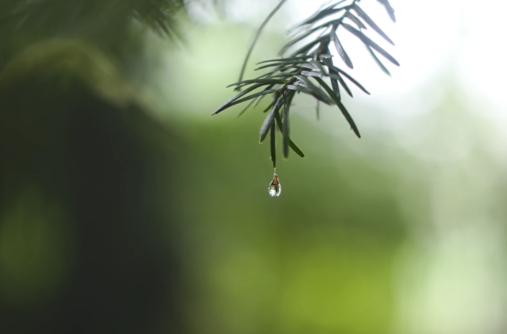 春雨 | 译典