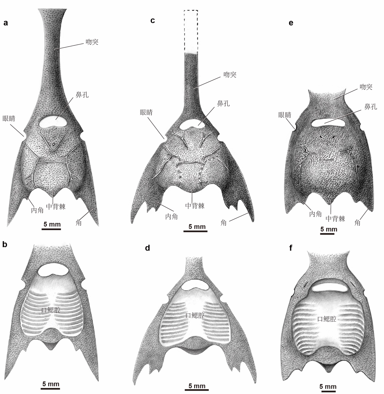 云南曲靖发现4.1亿年前“游动”的三叉戟，名为长吻三岐鱼