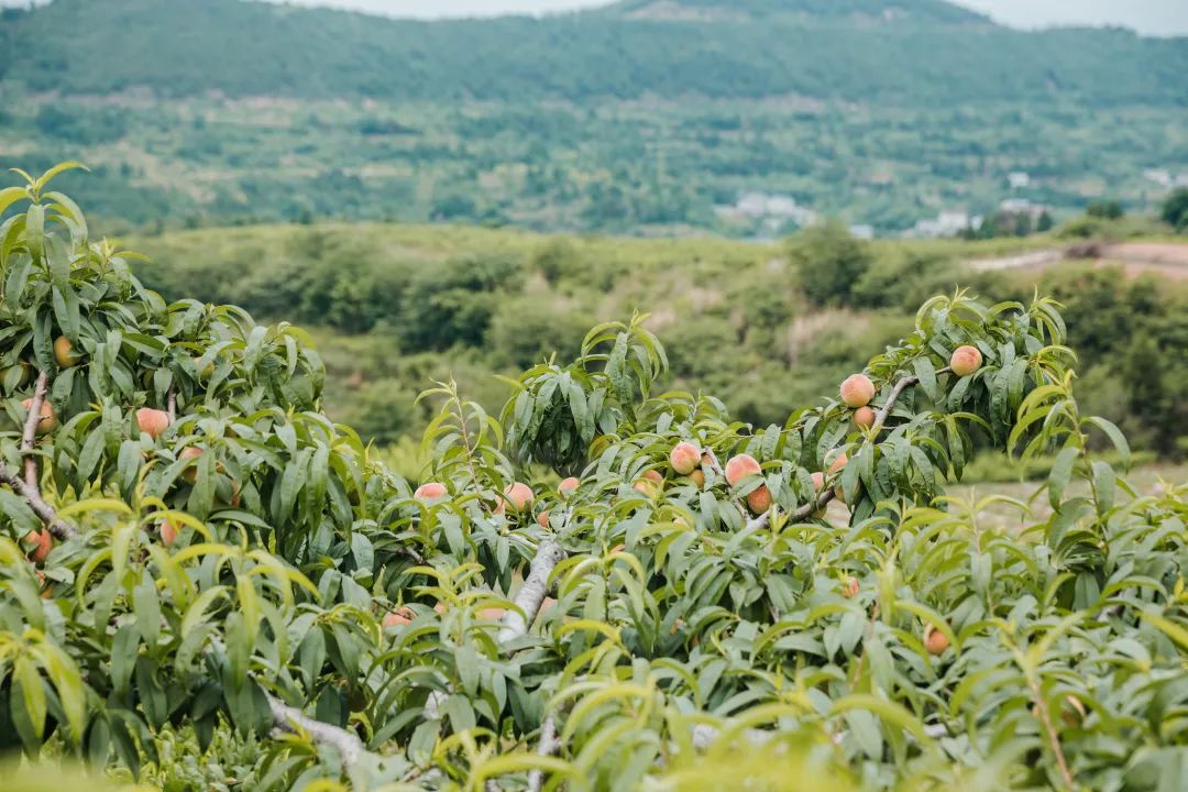 种草游仙农场"桃"气攻略,听说六月和桃子最配哦!