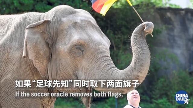德国大象将预测欧洲杯战果 网民：想起了章鱼保罗