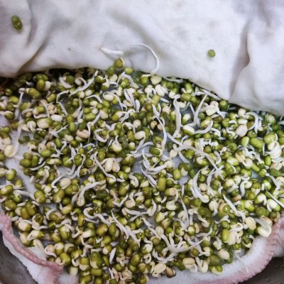 绿豆怎么发绿豆芽（超简单的自发绿豆芽制作方法）