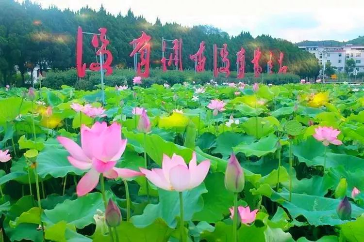 端午节活动主题,端午节活动主题名称大全
