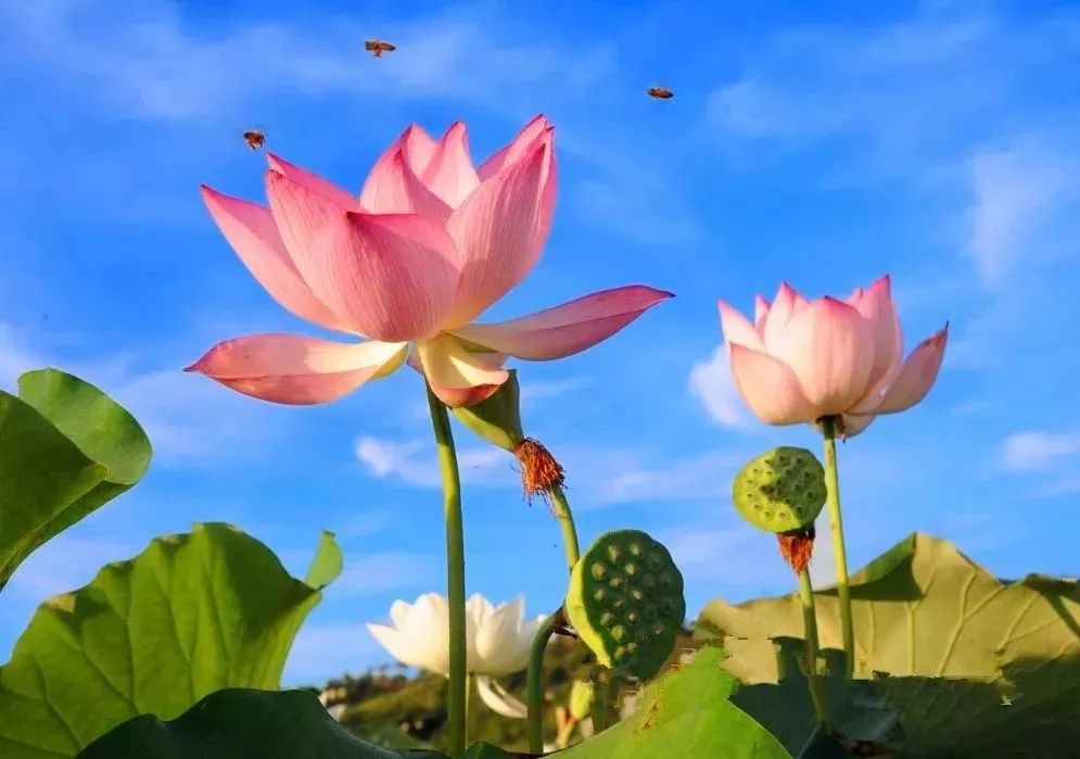 端午节活动主题,端午节活动主题名称大全