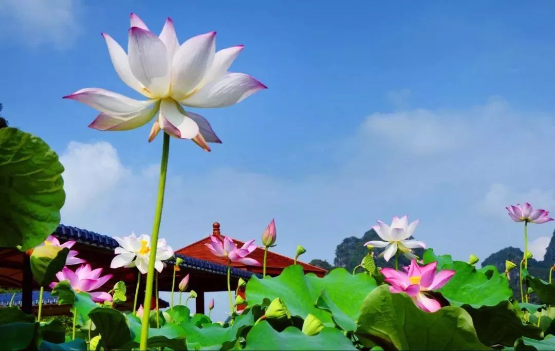 端午节活动主题,端午节活动主题名称大全