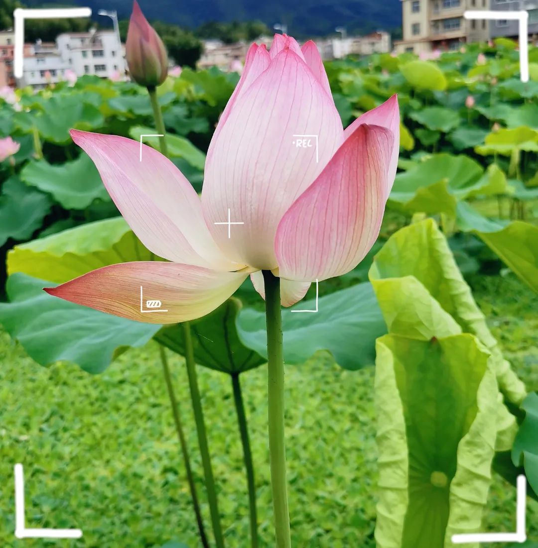 端午节活动主题,端午节活动主题名称大全