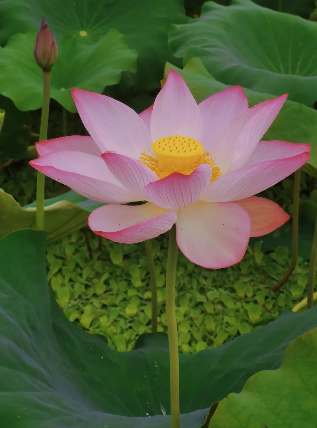 端午节活动主题,端午节活动主题名称大全